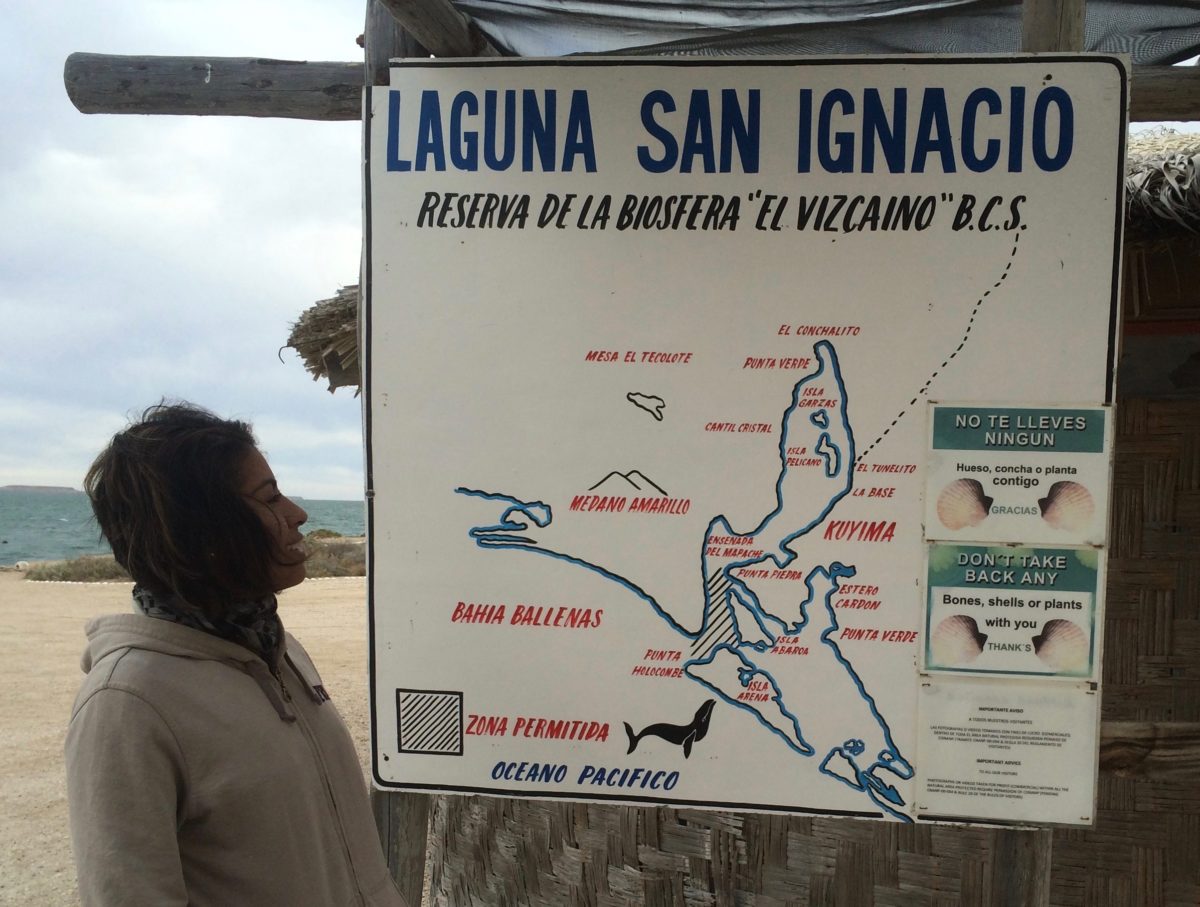 Baja Whale Watching and Blanca’s Demise March 2016