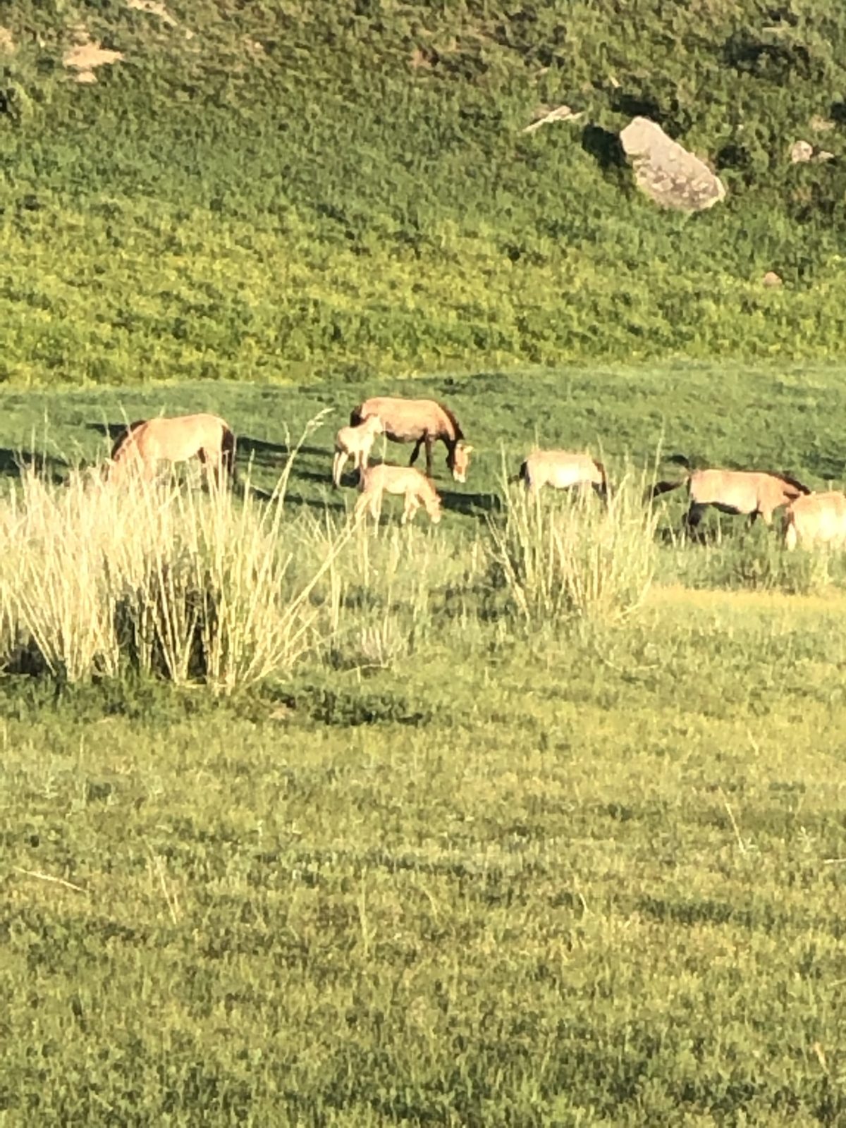 We See Takhi Wild Horses in Hustai National Park