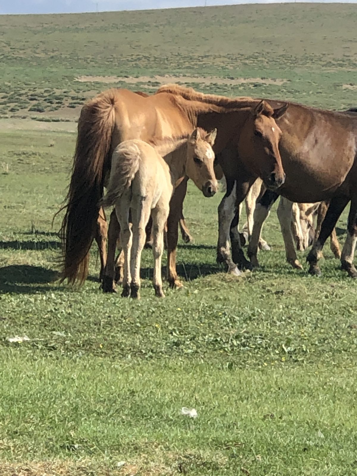 Mongolia Photo Gallery